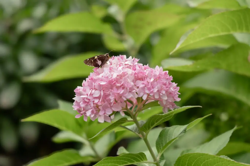 butterfly on a flower